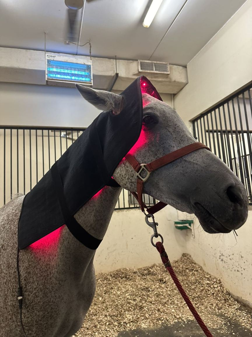 Horses Red & Infrared Light Therapy Device, Wearable Red Light Therapy Belts for Horse Head and Neck Relaxation and Recovery Therapy