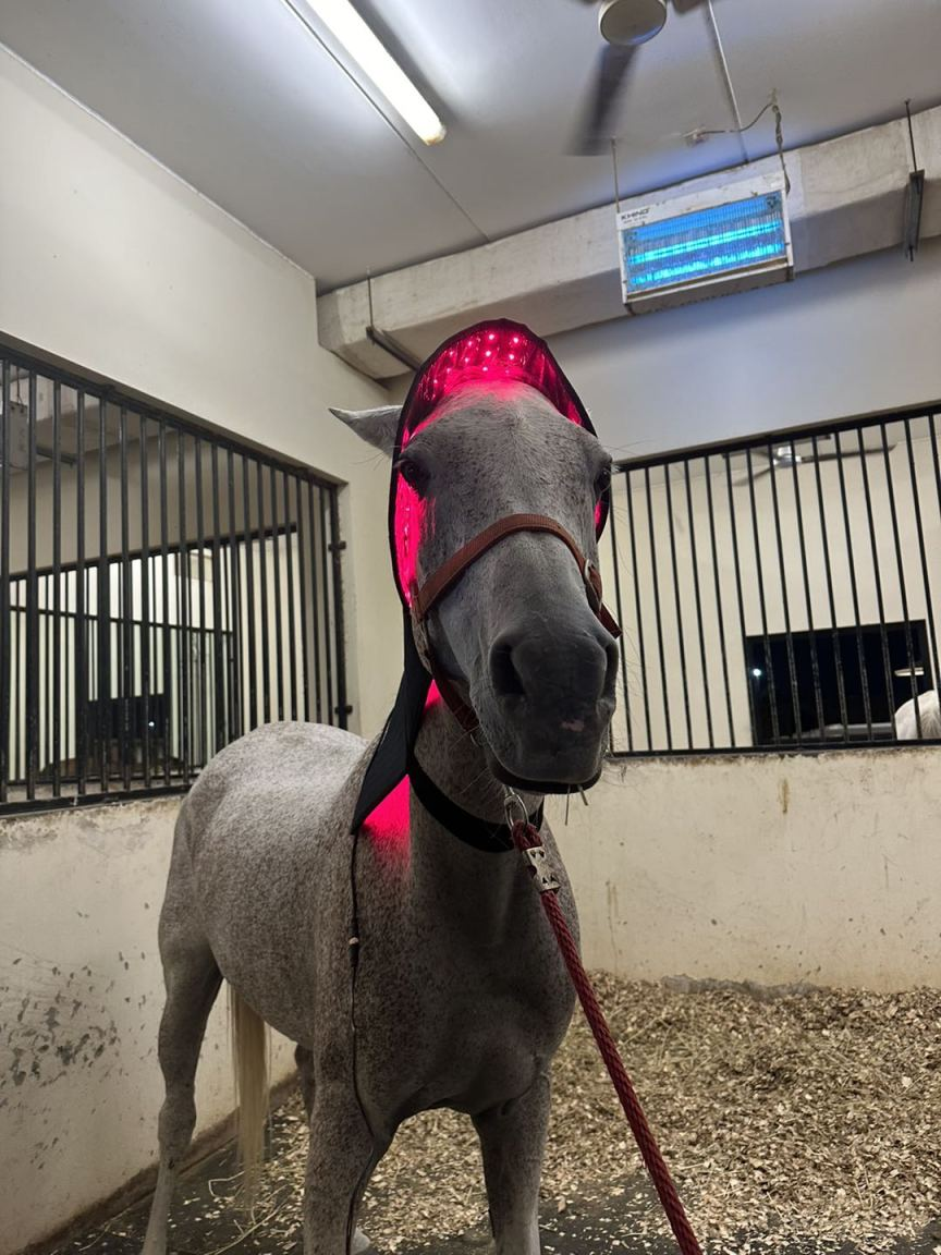 Horses Red & Infrared Light Therapy Device, Wearable Red Light Therapy Belts for Horse Head and Neck Relaxation and Recovery Therapy